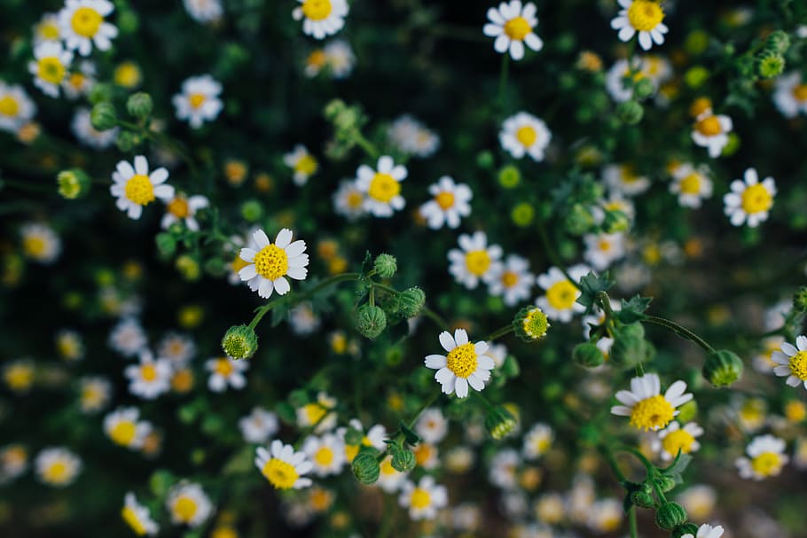 white petaled flowers, daisy, plant, blossom, daisies, asteraceae HD wallpaper