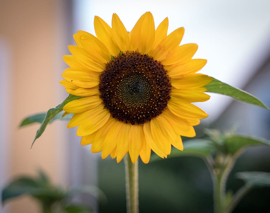 sunflower, bloom, yellow, close up, nature, bright, flora, summer HD wallpaper