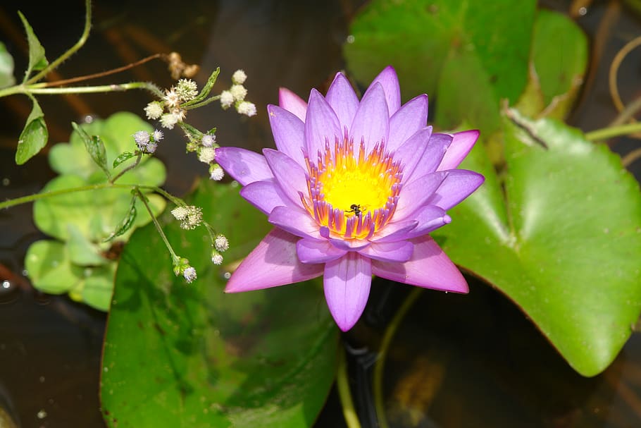 flower, bee, lily, white, purple, magenta, green, yellow, bug HD wallpaper
