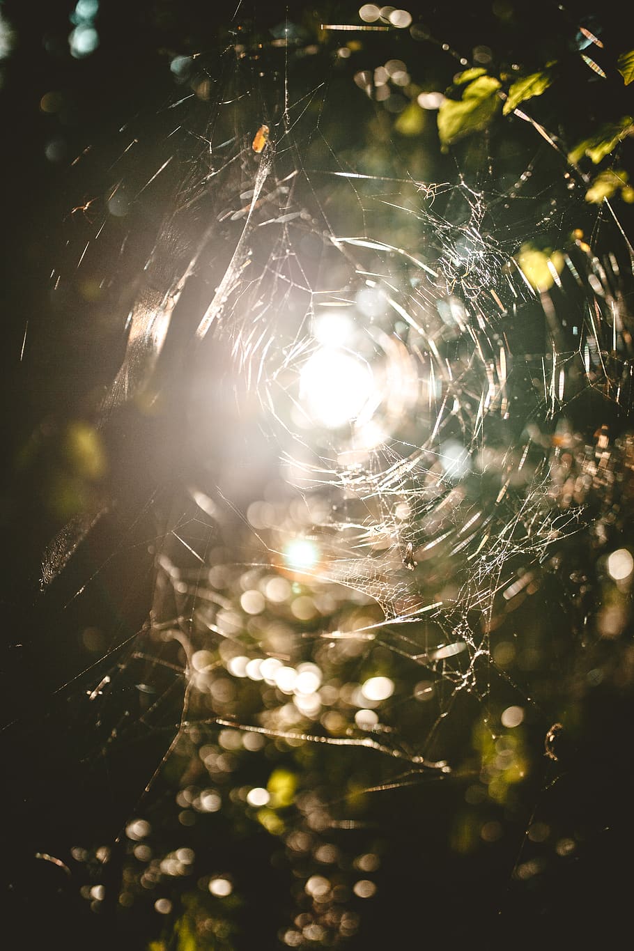 flare, light, christmas tree, plant, ornament, spider web, nature HD wallpaper