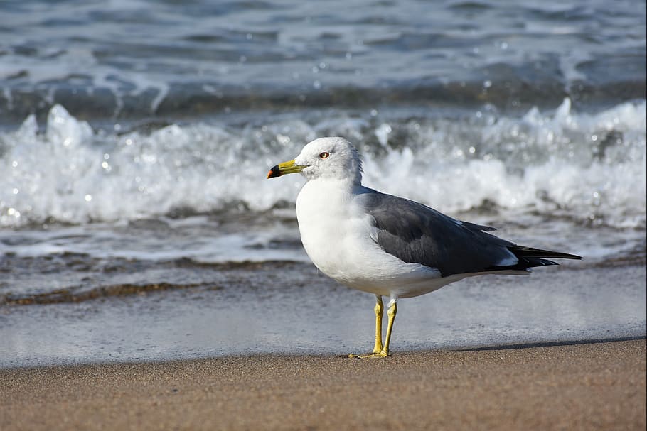 animal, sea, beach, wave, bird, seabird, sea gull, seagull HD wallpaper