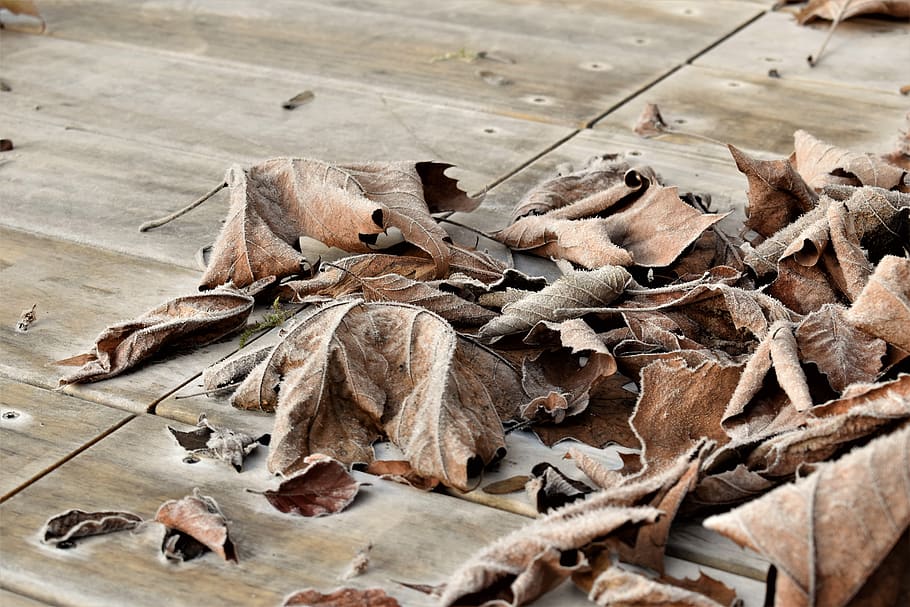 leaves, autumn, winter, leaf, frozen, frost, nature, background HD wallpaper
