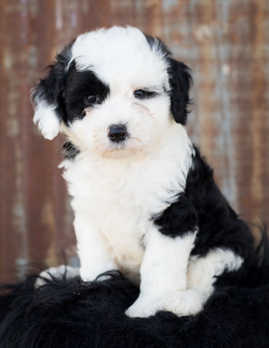 sheepadoodle, dog, puppy, animal, cute, cute animal, adorable, HD wallpaper
