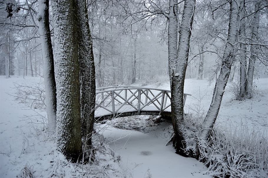 sweden, winter, snow, tree, trees, bridge, day, nature, outside HD wallpaper