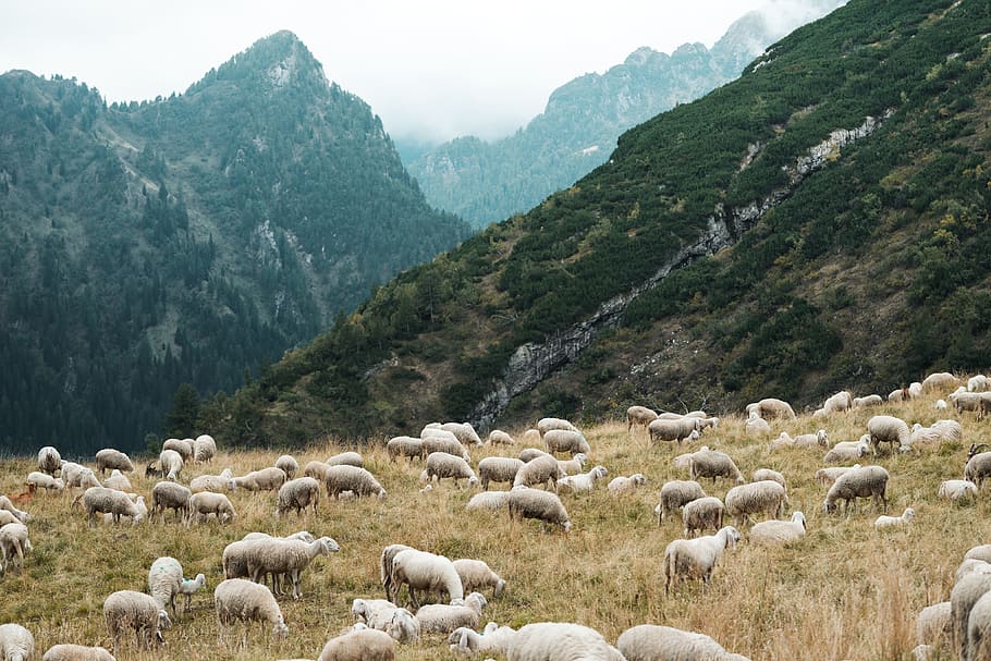 Pasture Full of Sheep in Mountains, animals, farm, farmers, farming, HD wallpaper