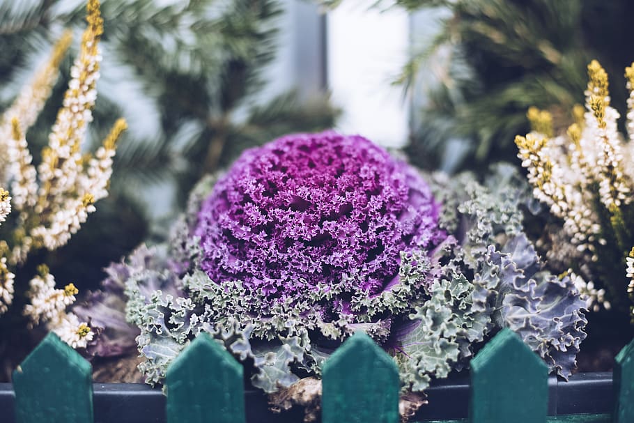 purple-petaled flower, plant, kale, food, vegetable, cabbage HD wallpaper