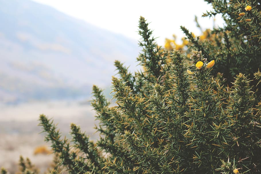 ireland, lough dan, spiky, plant, bush, green, gorse, nature HD wallpaper