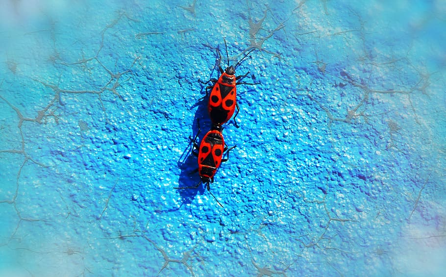 blacksmiths wingless, copulation, bugs, insects, graffiti, animals HD wallpaper