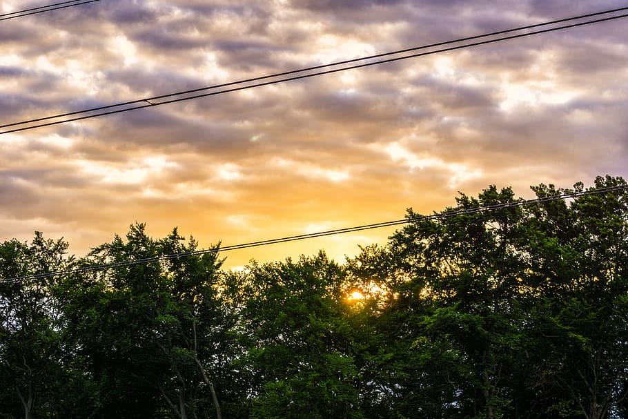 trees, sunset, wires, cables, cloud - sky, plant, tranquility HD wallpaper