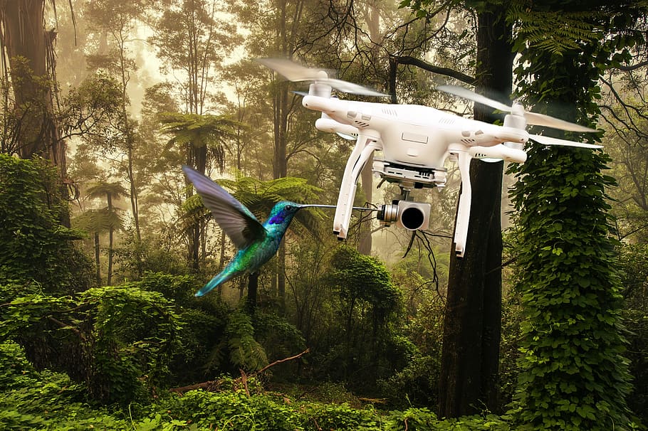 drone, bird, flying, forest, photomontage, wood, tree, nature HD wallpaper