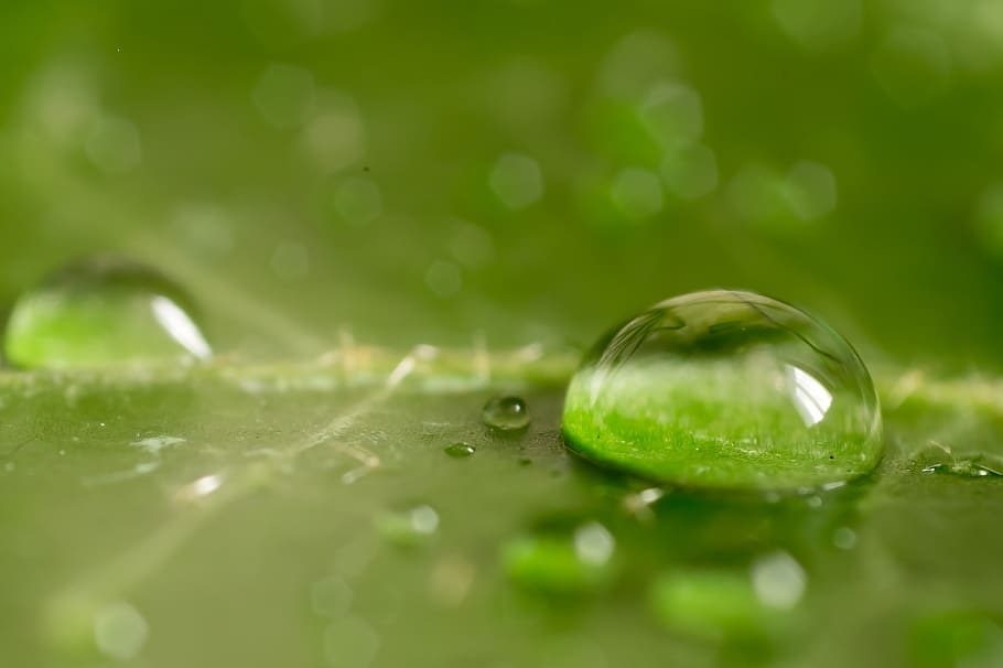 leaf, green, macro, nature, plant, foliage, summer, ivy, spring HD wallpaper