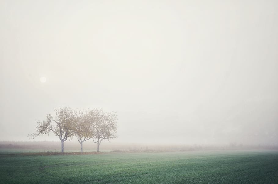 fog, trees, valley, green, morning, minimalism, grass, mystic HD wallpaper