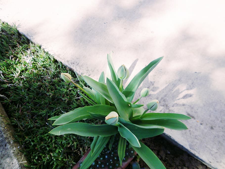 growth, plant, green color, leaf, plant part, nature, no people HD wallpaper