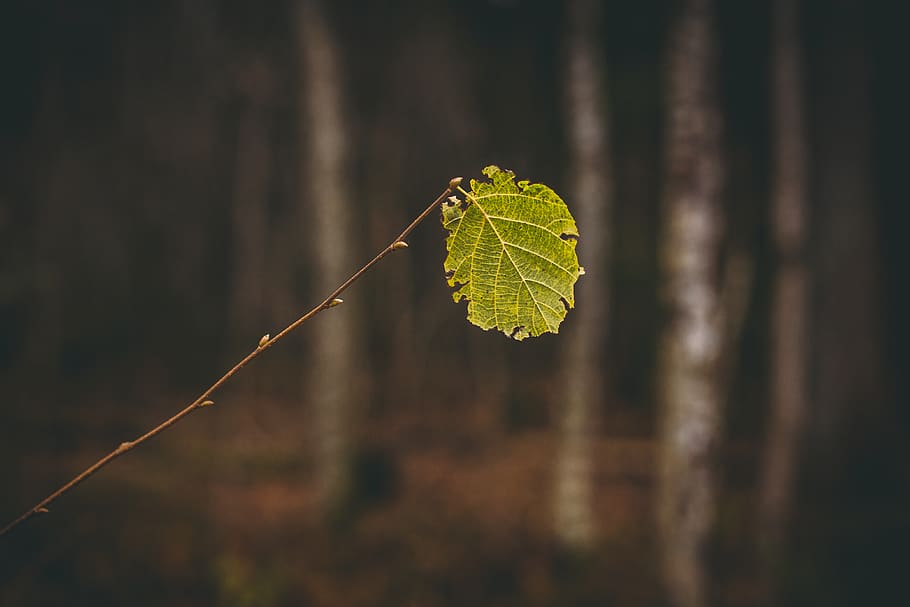 Macro Shot of Green Leaf, blurred background, brown background HD wallpaper