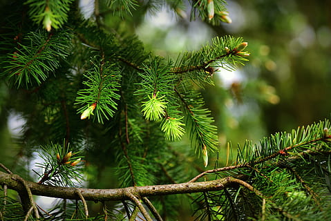 pine, conifer, tree, branch, needle, young green, spring green HD wallpaper