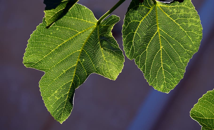 fig leaves, backlighting, structure, close up, tree, fig tree HD wallpaper