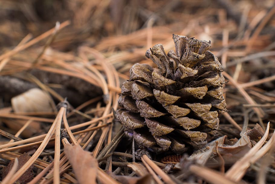 pinecone, forest, ground, pine needle, brown, decay, nature HD wallpaper