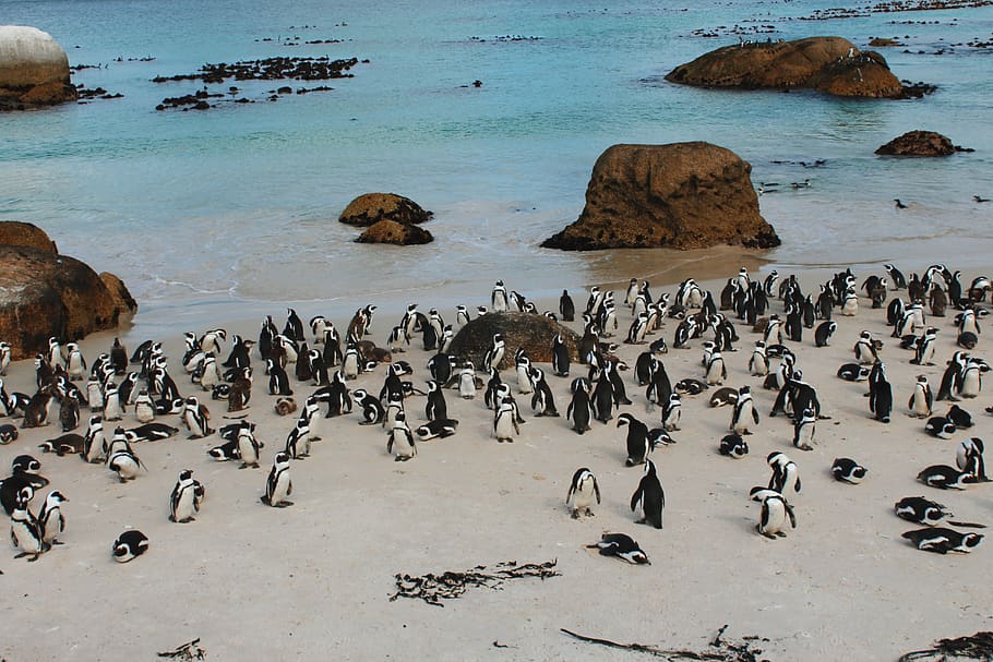 south áfrica, cape town, penguin, ocean, sea, cute, sand, mar, HD wallpaper