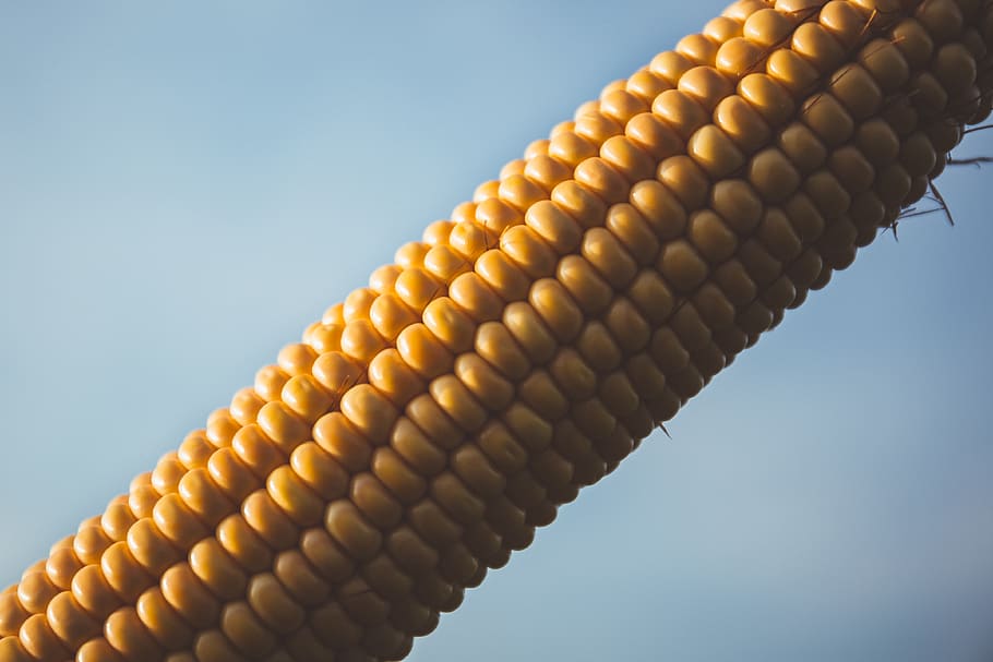 Corn With Blue Sky during Daytime, close-up, cob, color, corn cob HD wallpaper