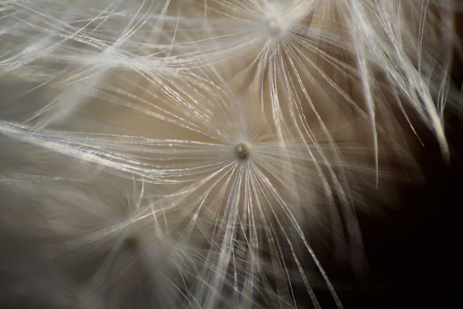 dandelion, macro, plant, seeds, pointed flower, nature, close-up HD wallpaper