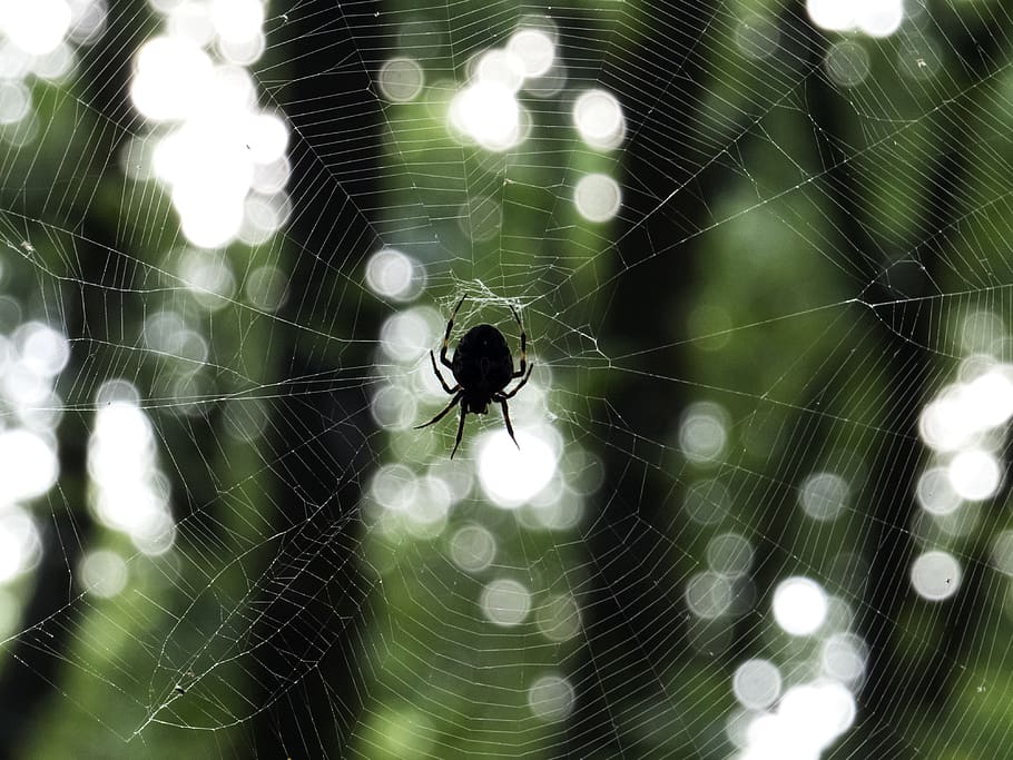 trees, forest, spider, wild, wild life, insects, net, web, bokeh HD wallpaper