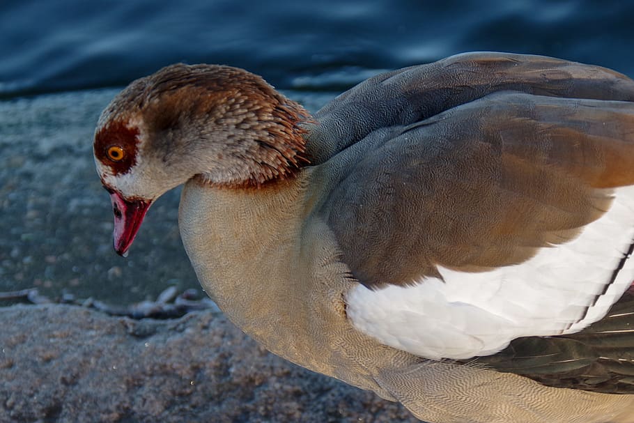 waterfowl, winter, ice, cold, colorful, animal themes, bird HD wallpaper