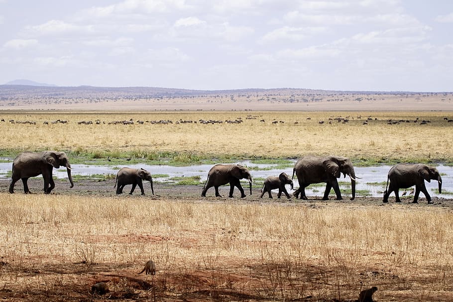 herd of gray elephants, wildlife, animal, mammal, pasture, rural, HD wallpaper