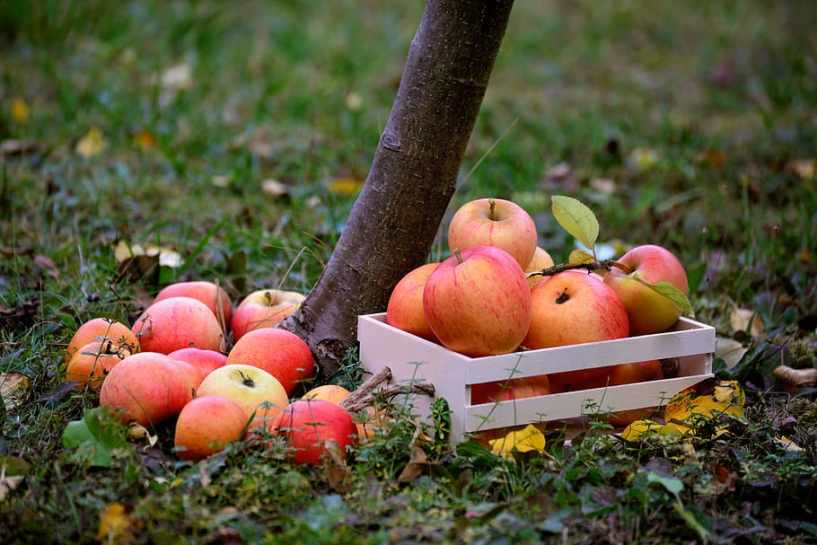 apple, fruit, orchard, harvest, healthy, fresh, vitamins, autumn HD wallpaper