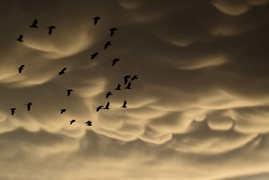 mammatus clouds, birds, migratory, strange, spectacular, cumulus HD wallpaper