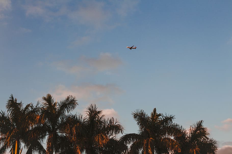 airplane on sky, flying, bird, animal, tree, plant, vehicle, aircraft HD wallpaper