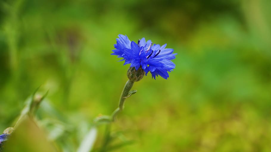 plants, nature, leaf, summer, the nature of the, korea, this type HD wallpaper