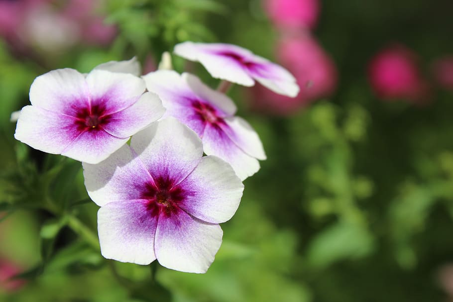 white, purple, cute, small, flower, flora, nature, garden, leaf HD wallpaper