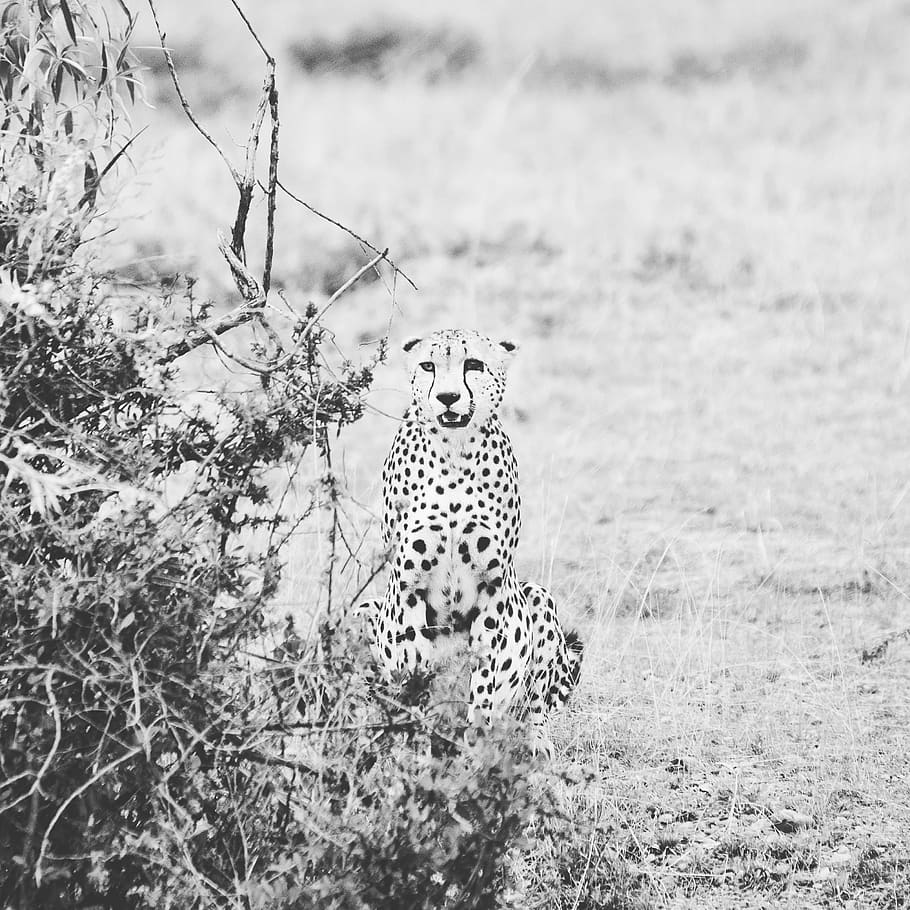 duma, speed, mara, maasai, kenya, cheetah, magical, doadoachini HD wallpaper