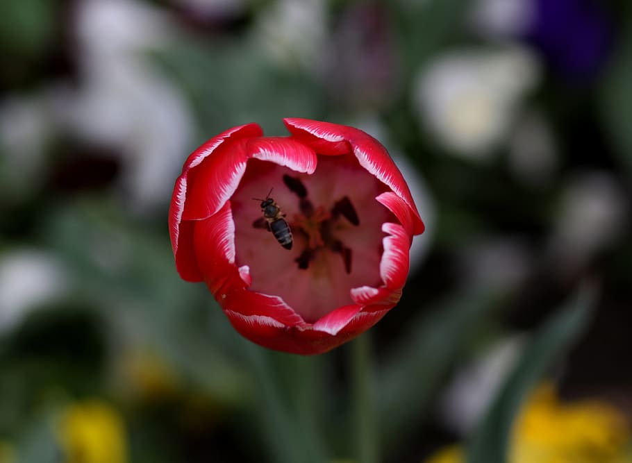 tulip, bee, red, flower, plant, supplies, spring, flora, coloring HD wallpaper