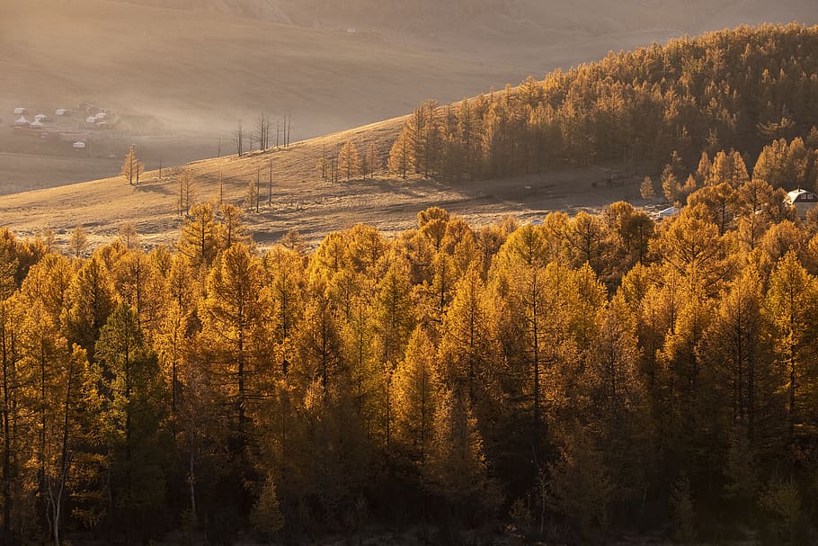 brown leafed trees, plant, conifer, larch, fir, abies, outdoors HD wallpaper