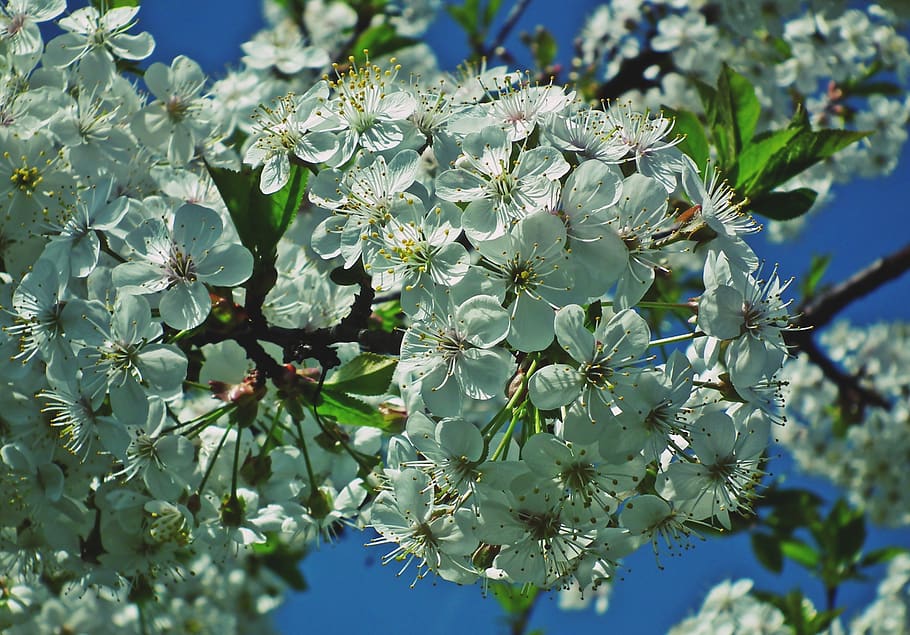 tree, cherry, flowers, branch, spring, nature, delicate, garden HD wallpaper