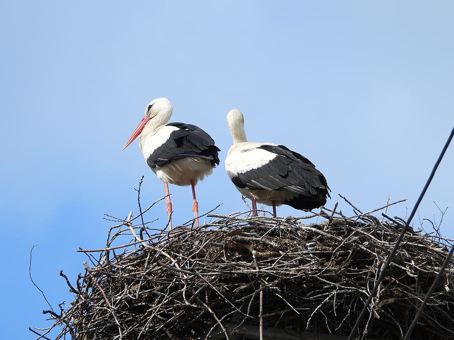 storks, crow's nest, bird, figure, plumage, birds, animals, HD wallpaper