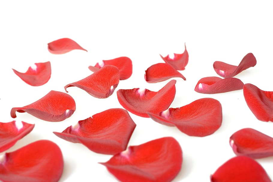 flower, fresh, gift, isolated, petals, photo, red, romance HD wallpaper