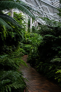 green leafed tree, garden, arbour, outdoors, plant, fern, nature HD wallpaper