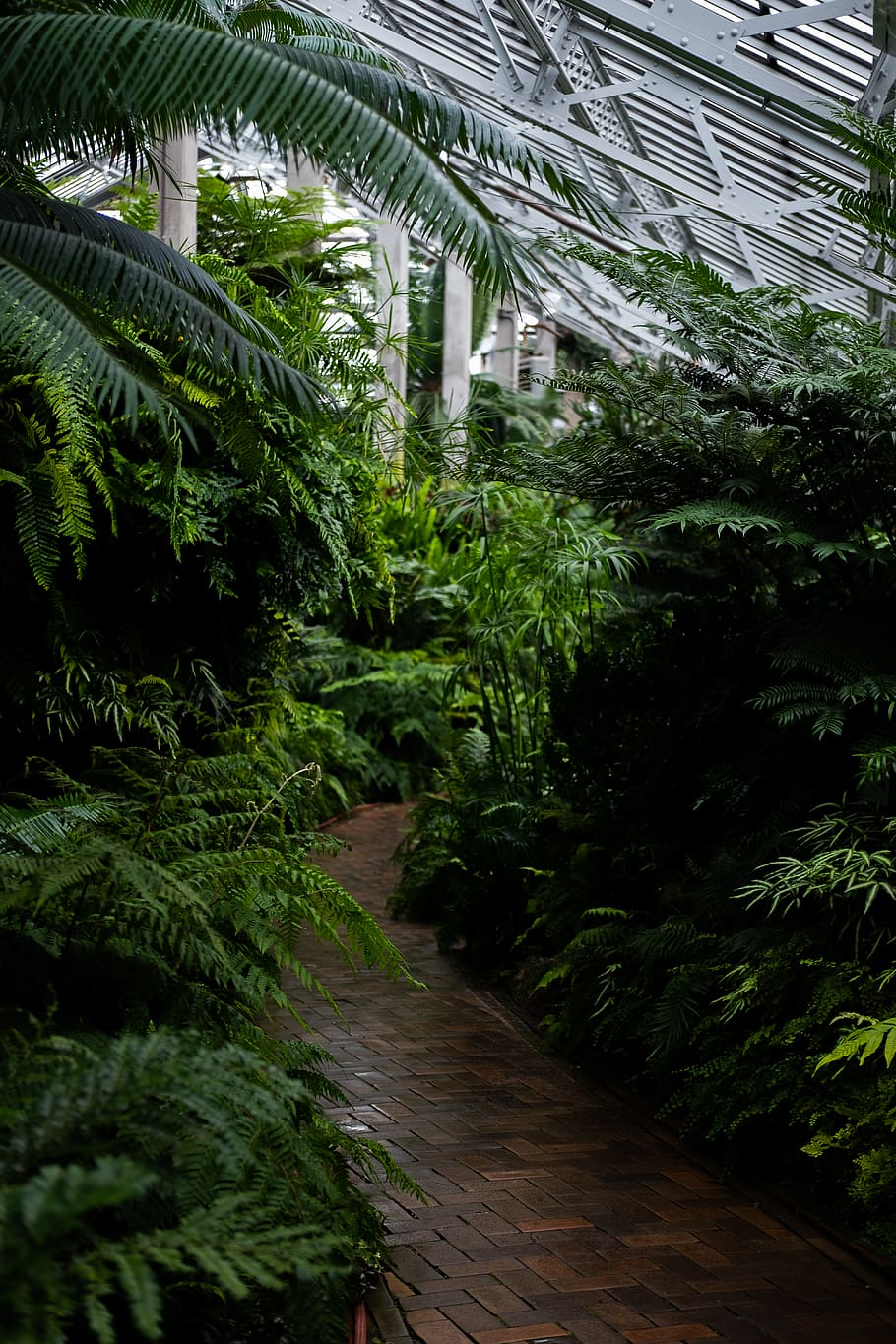 green leafed tree, garden, arbour, outdoors, plant, fern, nature HD wallpaper