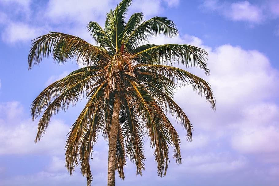 Coconut Tree, exotic, idyllic, palm, palm leaves, palm tree, sky HD wallpaper