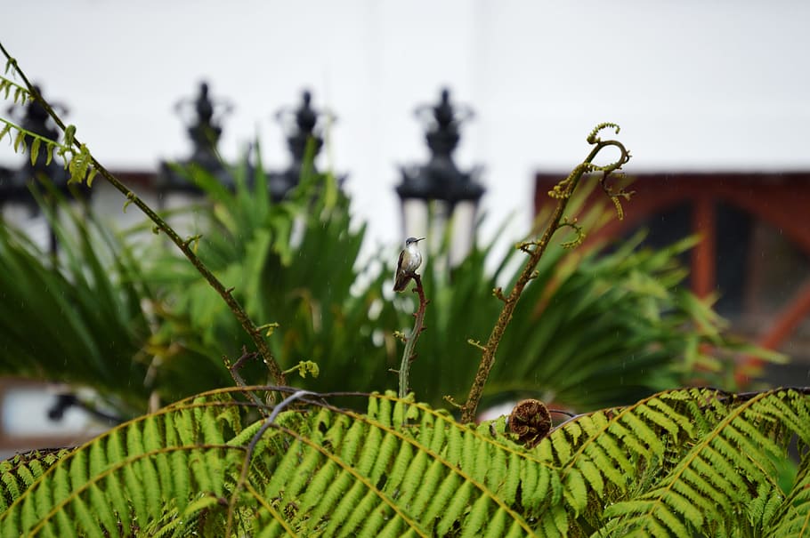 Focus Photography of Green Fern Plant, animal, bird, blur, branch, HD wallpaper