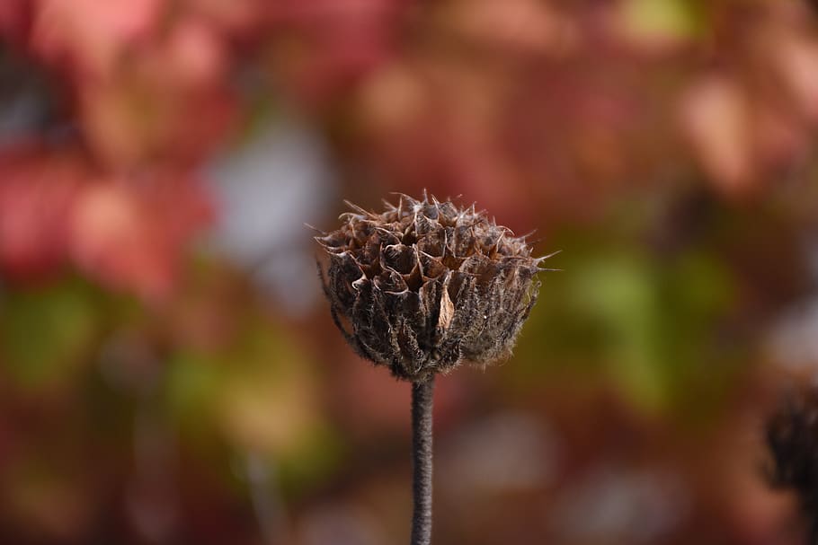 thistle, plant, macro, close up, autumn, fall foliage, fall colors HD wallpaper