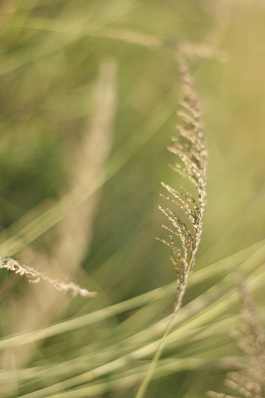 nature, plants, green, growth, beauty in nature, close-up, day HD wallpaper