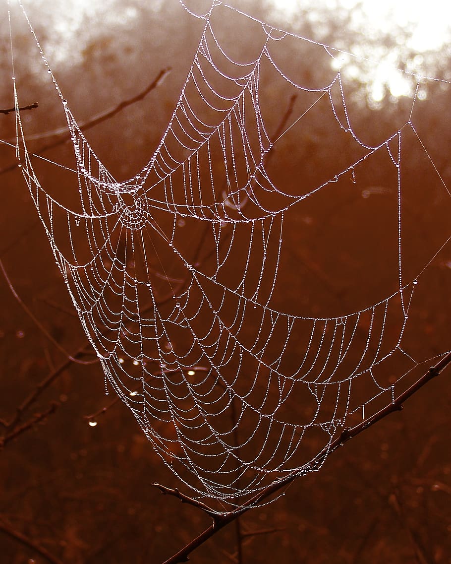Selective Photography of Spider Web, arachnid, branches, close-up HD wallpaper