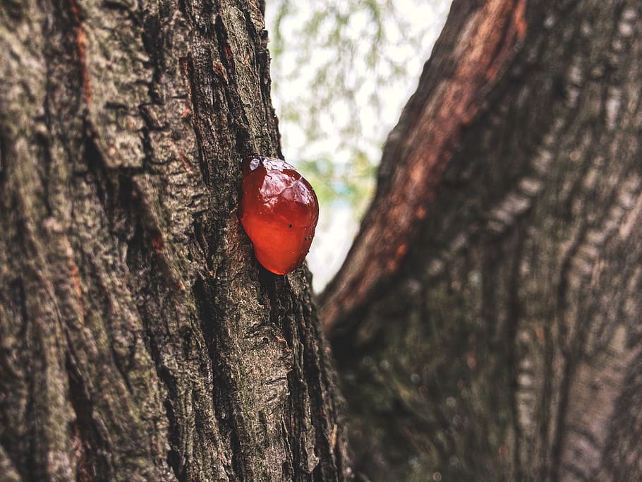 bad luck, tree, wood, drops, macro, strain, tree trunk, plant HD wallpaper