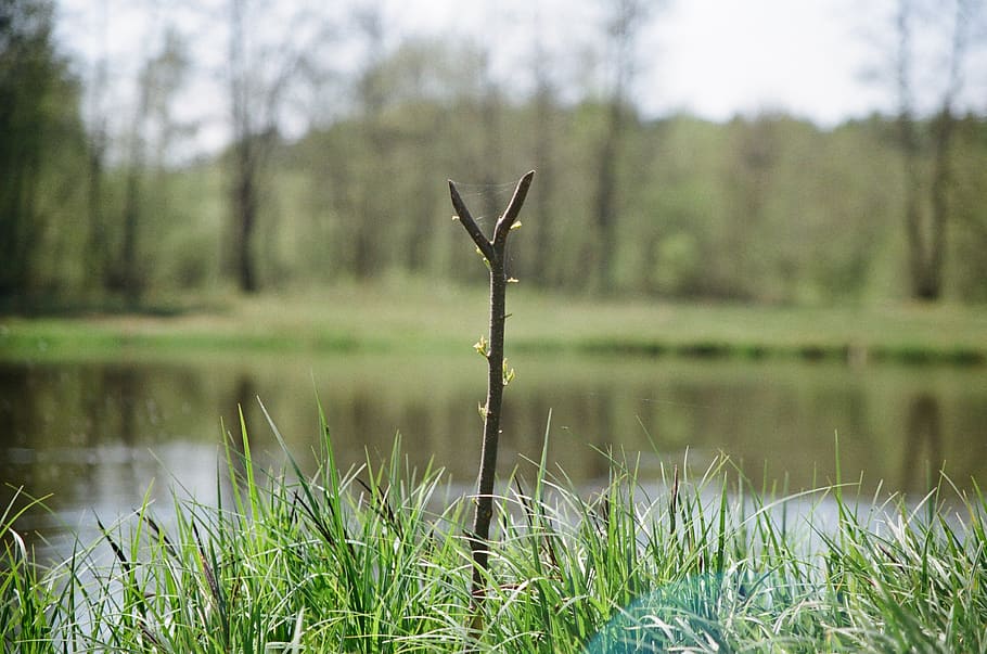 plant, water, grass, tranquility, lake, nature, tree, day, growth HD wallpaper