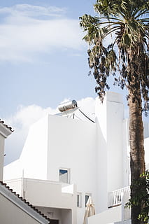 tree, plant, elounda, greece, building, antenna, electrical device HD wallpaper