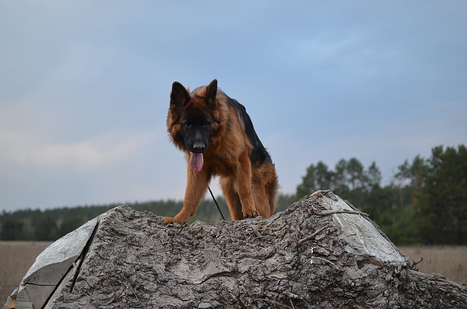dog, shepherd, animals, tree, snout, view, male, one animal HD wallpaper