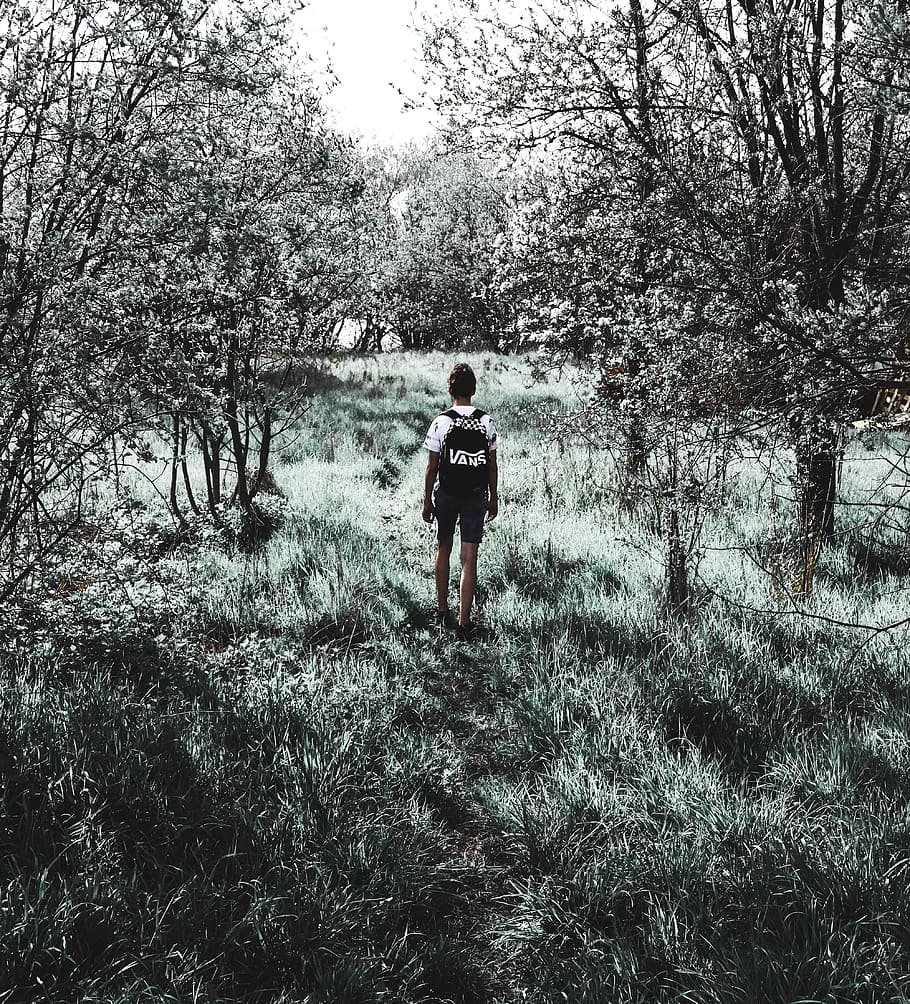 czechia, forrest, tree, summer, vans, adventure, adrenalin HD wallpaper